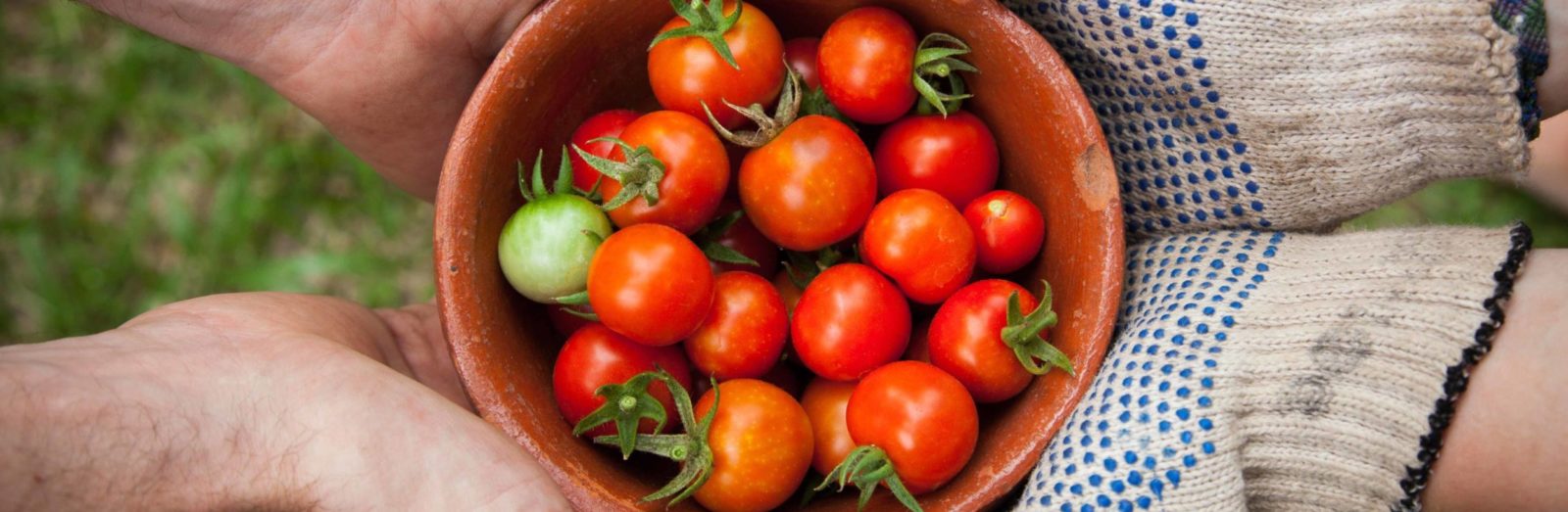 bowl of fresh tomatoes